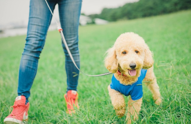 犬の散歩の頻度の適正はどのくらい？犬種によって異なる必要な運動量とは